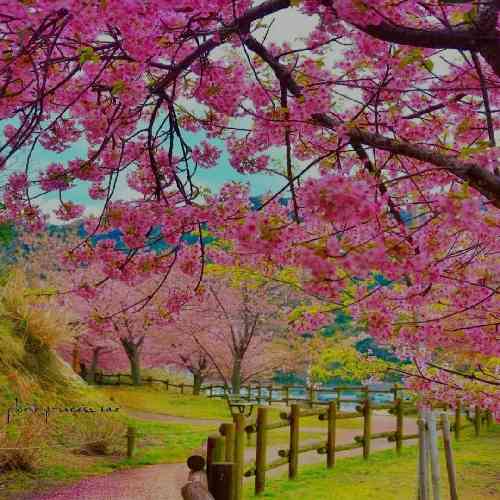 علی شهسواری گناه این دلم چی بود که ببینه فقط سراب